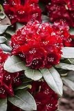 Rhododendron Hybr. 'Cherry Kiss' 30-40 cm - Rhododendron, rote Blüten,...