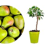 Meine Orangerie - Zwergobst Stämmchen Birne - Zwergbirne - mehrjähriger...