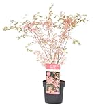 Plant in a Box - Acer Palmatum Taylor - Pokon - Höhe 50-60cm - Japanischer...