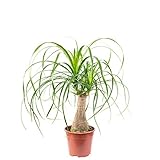Beaucarnea a 1 tronco - pianta da interno facile da curare, altezza ca. 40 cm,...