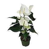 Plant in a Box - Flamingoblume - Anthurium 'Alaska White' - Höhe 55-70cm - Topf...