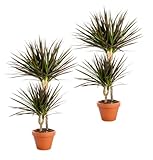 Pflanze Plus | 2er-Set Drachenbaum | Ø 50 cm | ø 12-15cm Topf | Pflegeleichte...