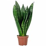 Bogenhanf - pflegeleichte Zimmerpflanze, Sansevieria trifasciata Black Coral -...
