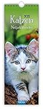 Streifenkalender 'Katzen' 2021: 12 x 35 cm, Notizkalender