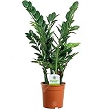 13cm Zamioculca Zamiifolia - 1 Pflanze - Haus/Büro Leben Innenbereich Topf...