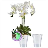 Santino 2er-Set Orchideentopf transparent mit selbstbewässerndem Dochtsystem -...