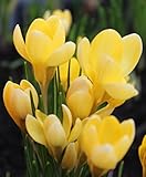 100 Botanische Krokusse Romance Blumenzwiebeln Crocus