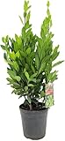 Echter Gewürzlorbeer - Laurus nobilis | Aromatisch, Pflegeleicht & Winterhart |...