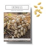 Erdnuss Samen (Arachis hypogeae) - Nährstoffreiches Erdnuss Saatgut ideal für...