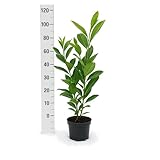 5 Kirschlorbeer Rotundifolia 90-100cm im 3L Topf reine Pflanzenhöhe Prunus...