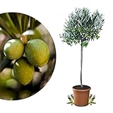 Meine Orangerie Olivenbaum Mezzo - echter Olivenbaum - 80 bis 100 cm - Olea...