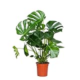Bloomique - Monstera Deliciosa - Fensterblatt - Zimmerpflanzen - Pflegeleicht -...