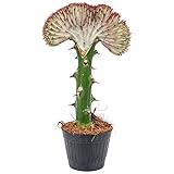 Euphorbia lactea 'Cristata' | Kaktus - Pro Stück - Zimmerpflanze - Mehrjährig...