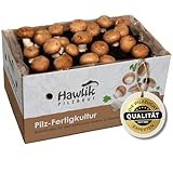 Hawlik Pilzbrut Champignons selber züchten – Steinchampignon Pilzzuchtset XXL...
