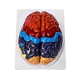 QWORK® Gehirn Anatomisches Modell Anatomie, 2-Teile Farbkodiertes Menschliches...