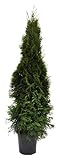 Thuja occidentalis 'Smaragd' 120 cm – Winterhart, Immergrün, Pflegeleicht –...