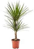 AIRY Drachenbaum (Dracaena marginata) • Luftreinigende Pflanze • Topf-Ø ca....