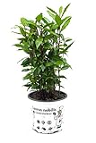 Lorbeer Pflanze, gewürzlorbeer, Laurus nobilis, im 15cm Topf