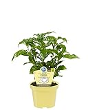 Bio Echter Kaffee Pflanze, (Coffea arabica), Kräuter Pflanzen aus nachhaltigem...