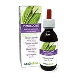 Spitzwegerich oder Lungenblattl (Plantago lanceolata) Blätter Alkoholfreier...