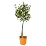 Bloomique - Olea Europaea - Olivenbaum Echt - Gartenpflanzen Winterhart - Höhe...