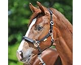 Kavalkade Sicherheitshalfter KavalLastic aus dehnbarem Material (Warmblut,...