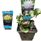 Nymphaea Seerose – Winterharte Teichpflanze für Terrassenteiche, Fässer &...