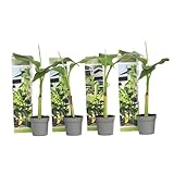 Plant in a Box - Musa Basjoo - Höhe 25-40cm - 4er Set - Bananenpflanze...