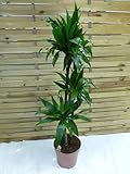 [Palmenlager] - XL Dracaena Janet Craig 3er Tuff 150 cm - Drachenbaum - //...