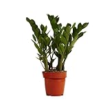 Bloomique - Zamioculcas Zamiifolia - Glücksfeder - Zimmerpflanzen - Sehr...