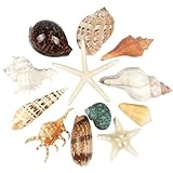 12 STÜCKE Große Muscheln gemischte Strandmuscheln und Seesterne,Natürliche...
