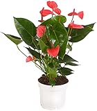 Dehner Große Flamingoblume - Anthurie, pink-farbene Blüten, ca. 30-35 cm, Ø...