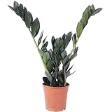 Glücksfeder 'Raven' 4+ - pflegeleichte Zimmerpflanze, schwarze Zamioculcas...