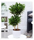 BALDUR Garten Dracena 'Compacta' ca. 55 cm hoch, 1 Pflanze, Dracaena fragrans,...
