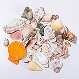 120g Deko Muscheln Deko, Shells Bastelmuscheln, Meeresmuscheln Gemischte Strand...