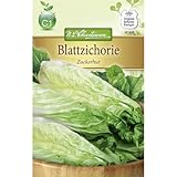 Chrestensen Blattzichorie 'Zuckerhut'