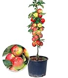 BALDUR Garten Säulen-Apfel 'Braeburn', 1 Pflanze, Apfelbaum Malus domestica,...