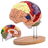 Menschliches Gehirn Modell für Anatomie Neuroanatomie, 2X Lebensgroßes...