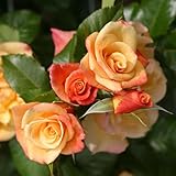 Kletterrose Moonlight in Kupfer-Gelb - Rosa - Kletter-Rose winterhart & duftend...