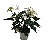 Flamingoblume, (Anthurium), pflegeleichte Zimmerpflanze, im 12cm Topf, (Weiss,...