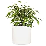 Fox & Fern Übertopf Groß – UV- & Frostbeständig, Pflanzentopf für Innen &...