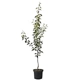 Birnenbaum Williams Christ Herbstbirne Tafelbirne Buschbaum 110-140 cm 7-10...