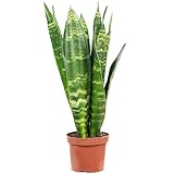 Bogenhanf - pflegeleichte Zimmerpflanze, Sansevieria trifasciata Black Coral -...