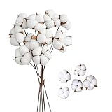 CaiTang 10 Stück Getrocknete Baumwolle Zweig und 5 Stück Baumwollblumenköpfe,...
