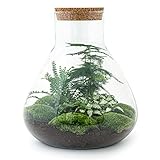 Flaschengarten • Sam XL • Ökosystem mit Pflanzen im Glas • ↑ 35 cm -...