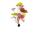 Garnelio - Tigerlotus rot für das Aquarium - Wasserpflanzen - Nymphaea Lotus,...