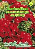 Dianthus barbarus, Bartnelken, Scharlachkönigin rot N.L.Chrestensen Samen