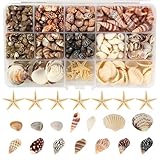 525+ Stück Muscheln, 12 Stile Muscheln zum Basteln mit Meeresschnecken,...