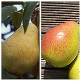 Müllers Grüner Garten Shop Birnenbaum Duo Birnenbaum Williams Christ und Gute...