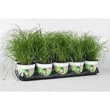 Cyperus Zumula Katzengras - 3er Set Frisches Katzengras für Katzen - Ideale...